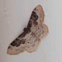 Idaea rustica (Least Carpet).jpg